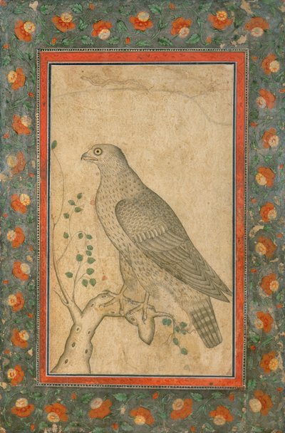 Falcon Perched on a Leafy Stump, c.1650 by Mughal School